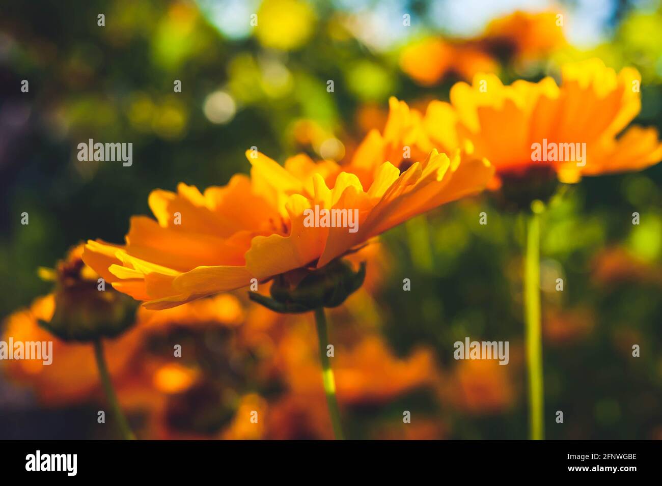 Gelbe Blume. Heller Hintergrund. Guter Schwerpunkt auf den Sommer. Blumige Abstraktion. Stockfoto