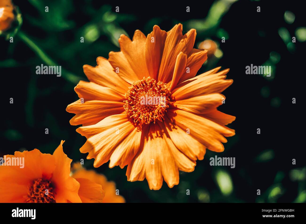 Gelbe Blume. Heller Hintergrund. Guter Schwerpunkt auf den Sommer. Blumige Abstraktion. Stockfoto
