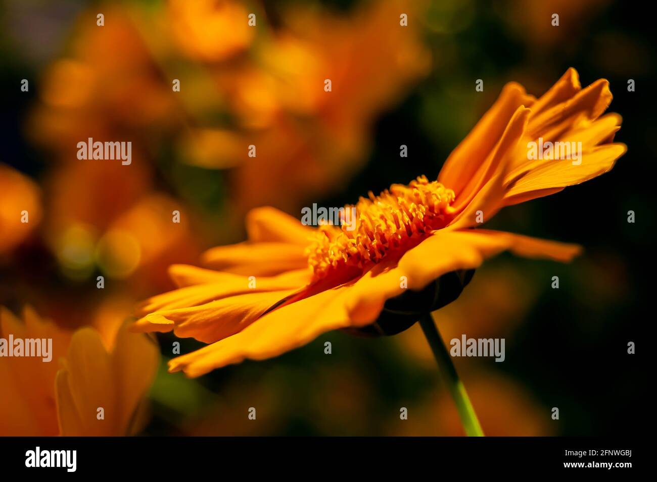 Gelbe Blume. Heller Hintergrund. Guter Schwerpunkt auf den Sommer. Blumige Abstraktion. Stockfoto