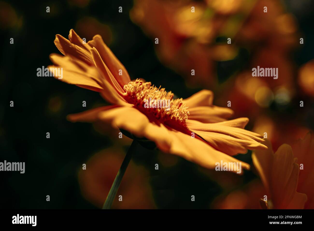 Gelbe Blume. Heller Hintergrund. Guter Schwerpunkt auf den Sommer. Blumige Abstraktion. Stockfoto