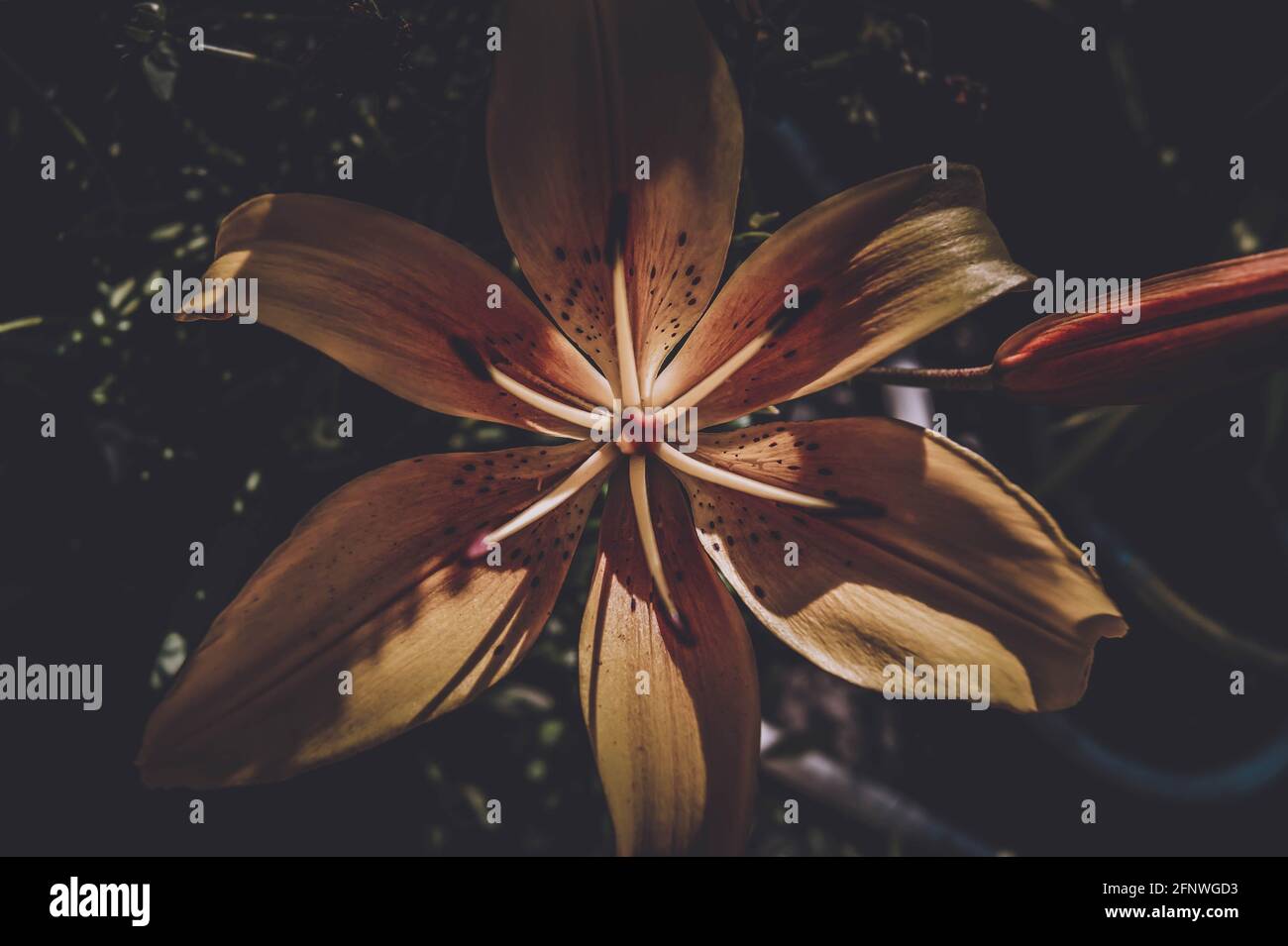 Schöne und leuchtend gelbe Lilie. Legt die Sommerstimmung fest. Eine helle Blume. Natürliche Schönheit. Stockfoto