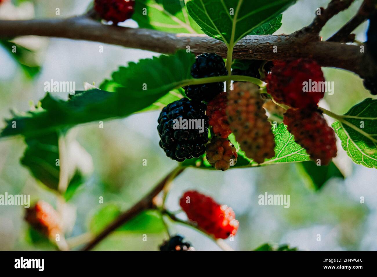 Maulbeerbeeren auf den Zweigen. Die Beeren des Maulbeerbaums. Die Beeren sehen aus wie beängstigende Raupen. Sommerernte. Geschenke der Natur Stockfoto