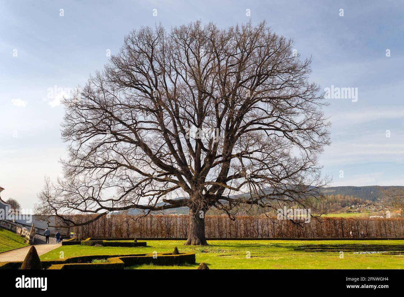 Baum im Schlossgarten, sonniger Frühlingstag, Cesky Krumlov, Tschechien Stockfoto