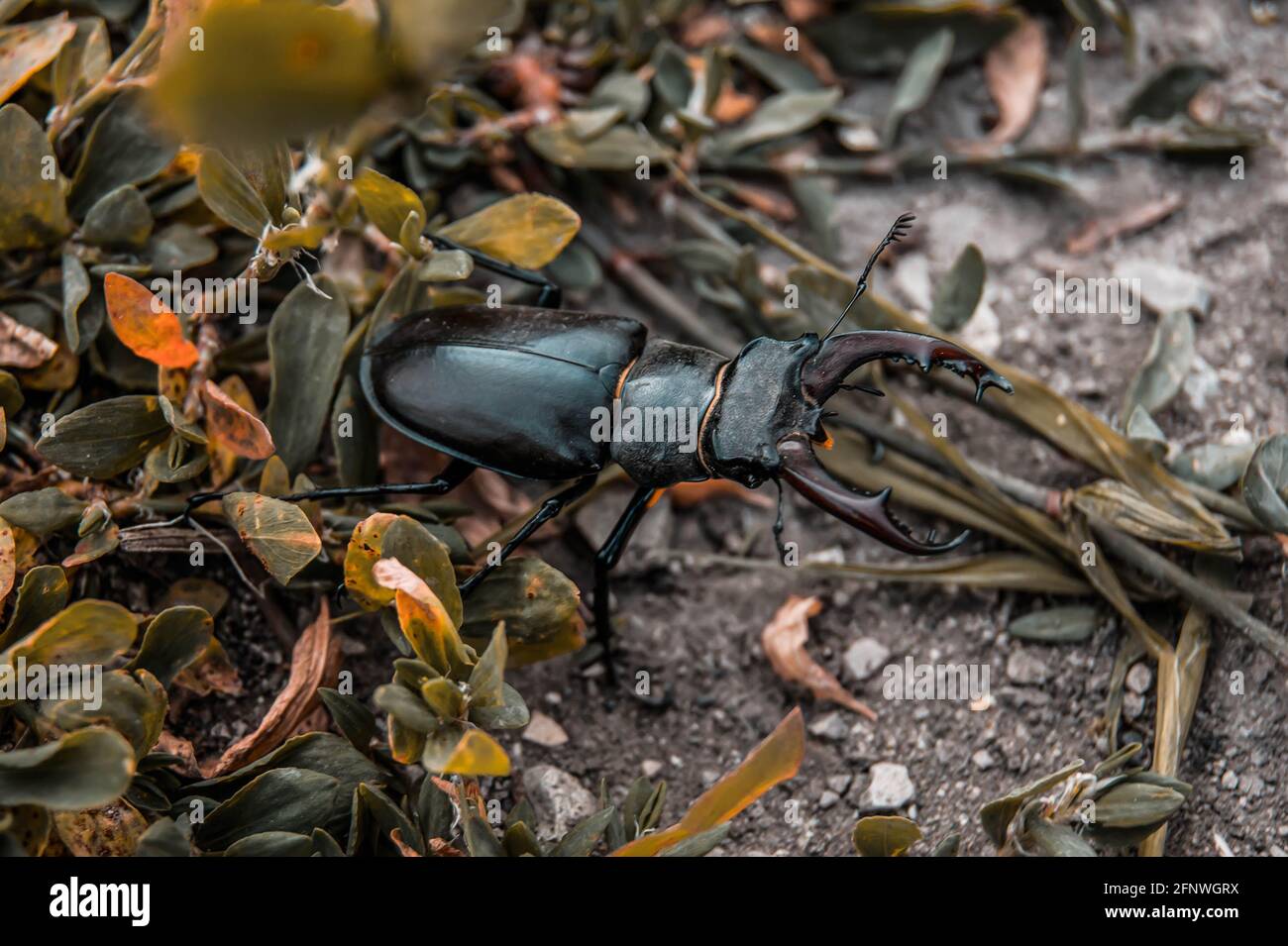 Der Hirschkäfer. Ein Käfer im roten Buch. Ein sehr seltener Käfer. Ein Käfer mit Hörnern in freier Wildbahn. Stockfoto