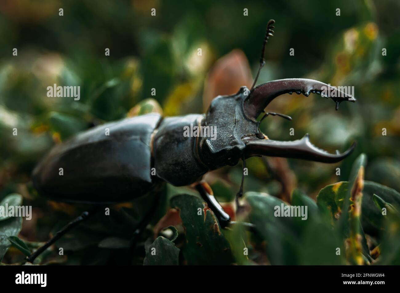 Der Hirschkäfer. Ein Käfer im roten Buch. Ein sehr seltener Käfer. Ein Käfer mit Hörnern in freier Wildbahn. Stockfoto