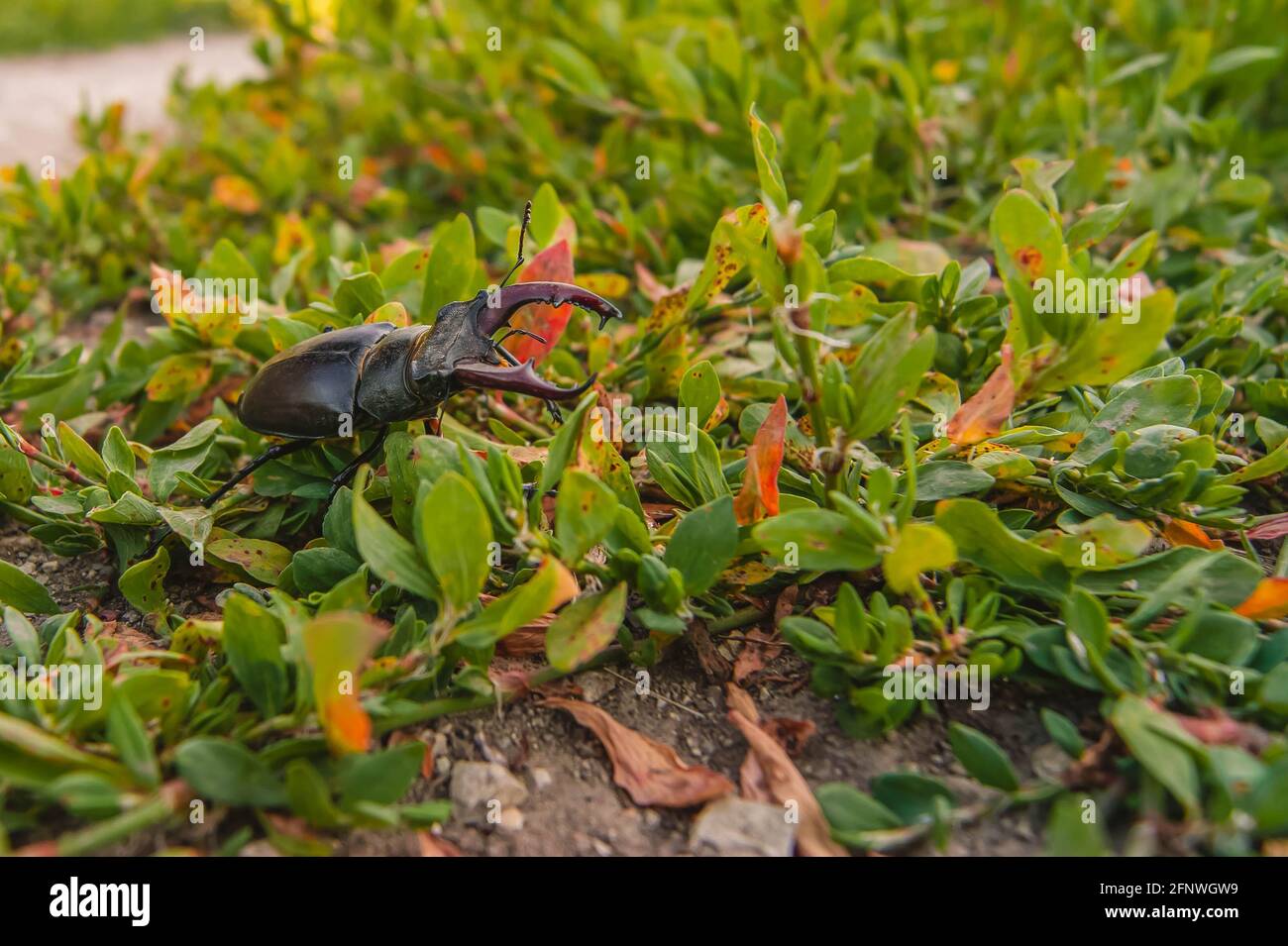 Der Hirschkäfer. Ein Käfer im roten Buch. Ein sehr seltener Käfer. Ein Käfer mit Hörnern in freier Wildbahn. Stockfoto