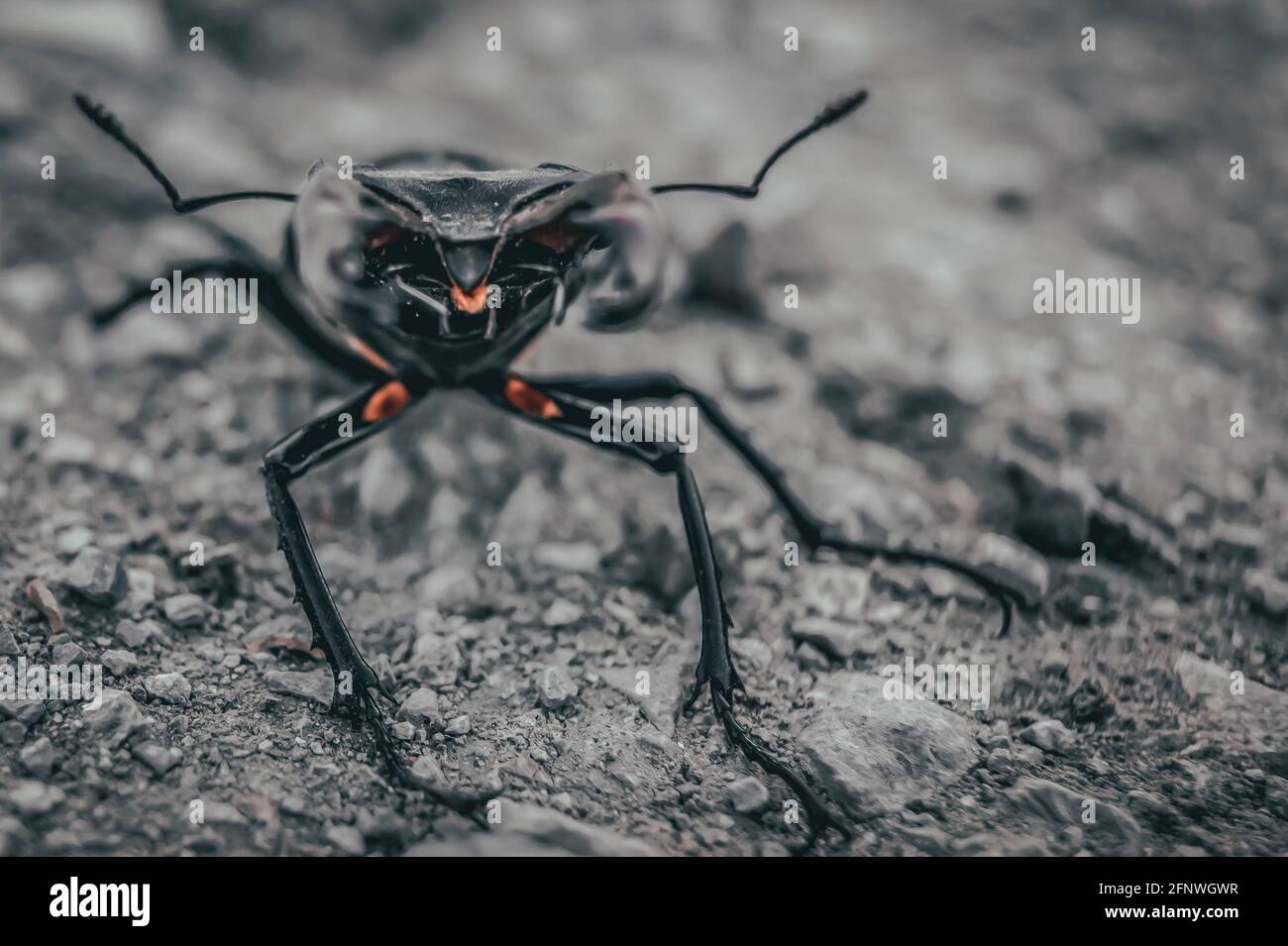 Der Hirschkäfer. Ein Käfer im roten Buch. Ein sehr seltener Käfer. Ein Käfer mit Hörnern in freier Wildbahn. Stockfoto