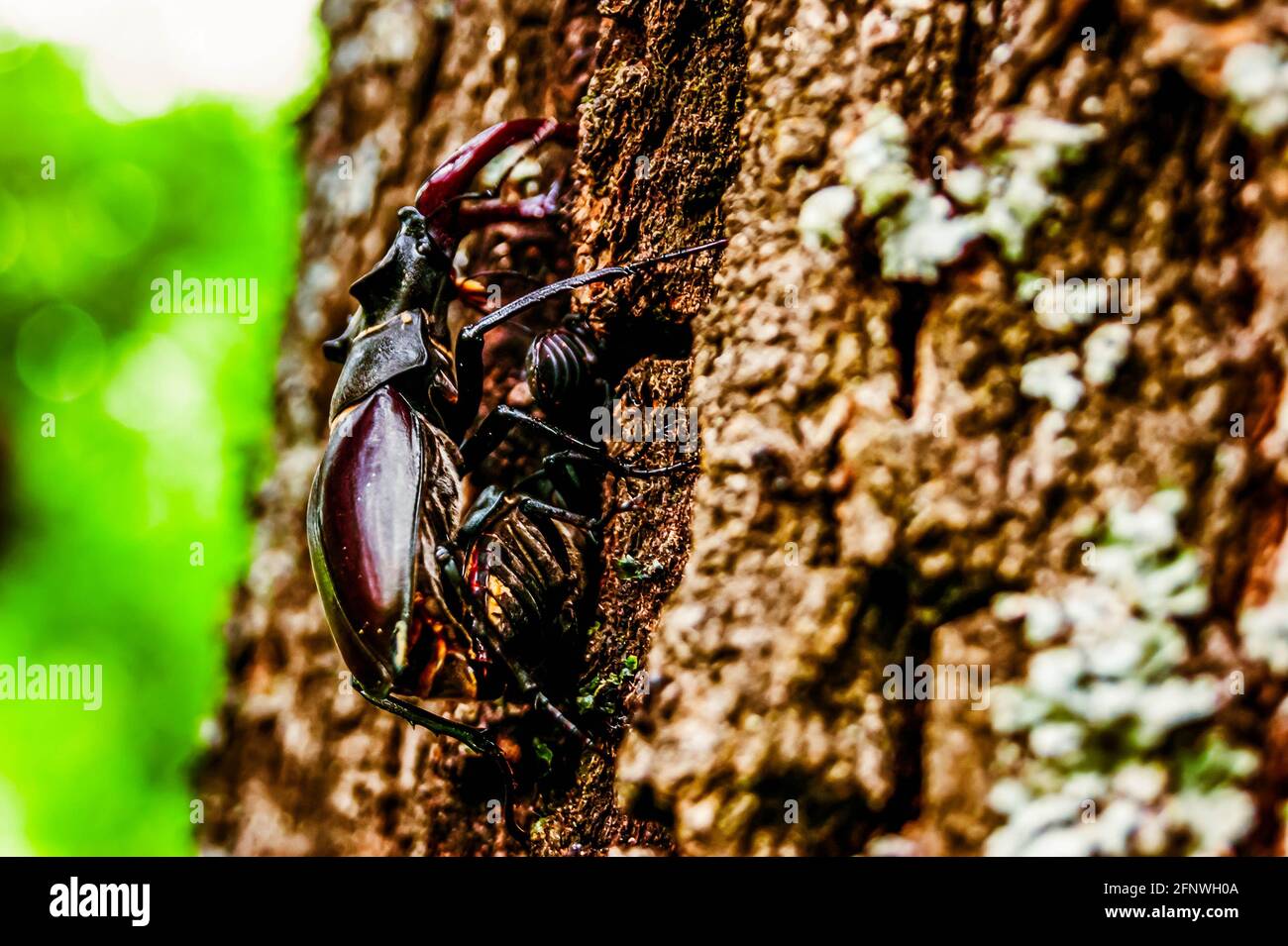 Der Hirschkäfer. Ein Käfer im roten Buch. Ein sehr seltener Käfer. Ein Käfer mit Hörnern in freier Wildbahn. Stockfoto