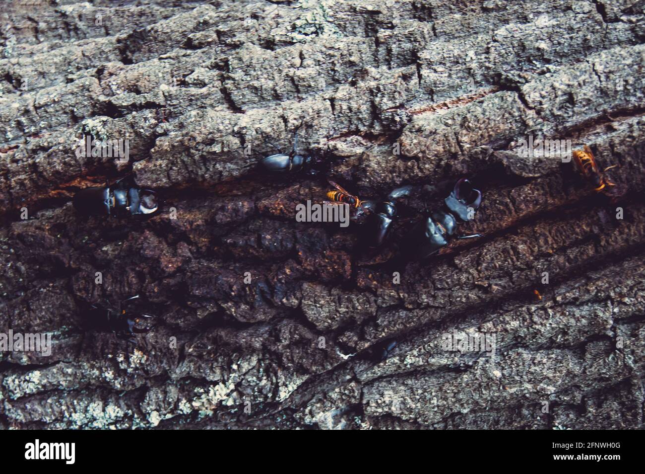 Der Hirschkäfer. Ein Käfer im roten Buch. Ein sehr seltener Käfer. Ein Käfer mit Hörnern in freier Wildbahn. Stockfoto