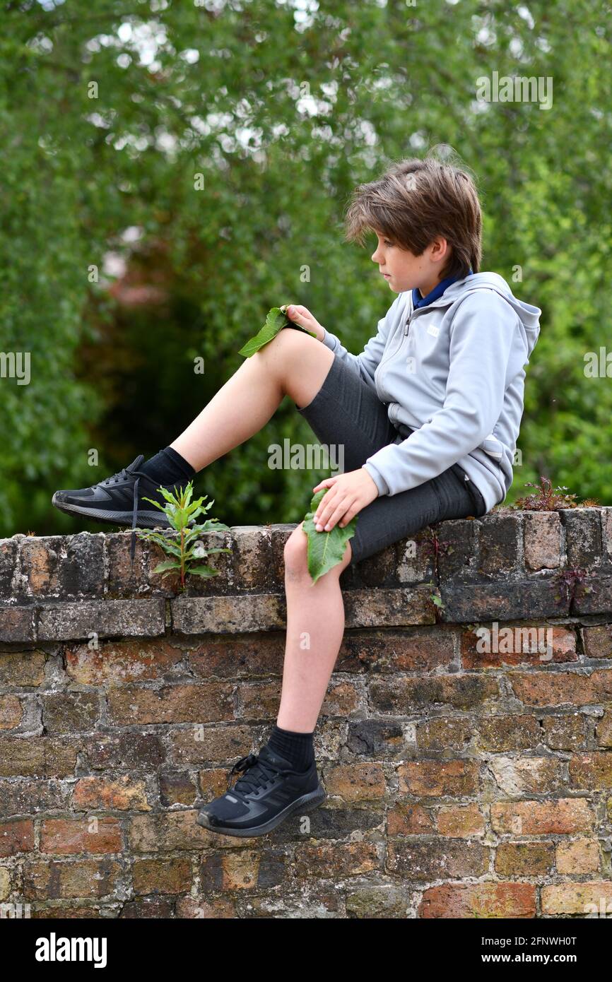 Kleiner Junge, der sein Knie mit einem Dockblatt reibt Behandeln Sie einen Brennnesselstich Stockfoto