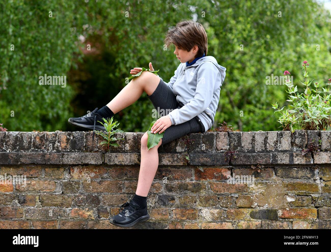 Kleiner Junge, der sein Knie mit einem Dockblatt reibt Behandeln Sie einen Brennnesselstich Stockfoto