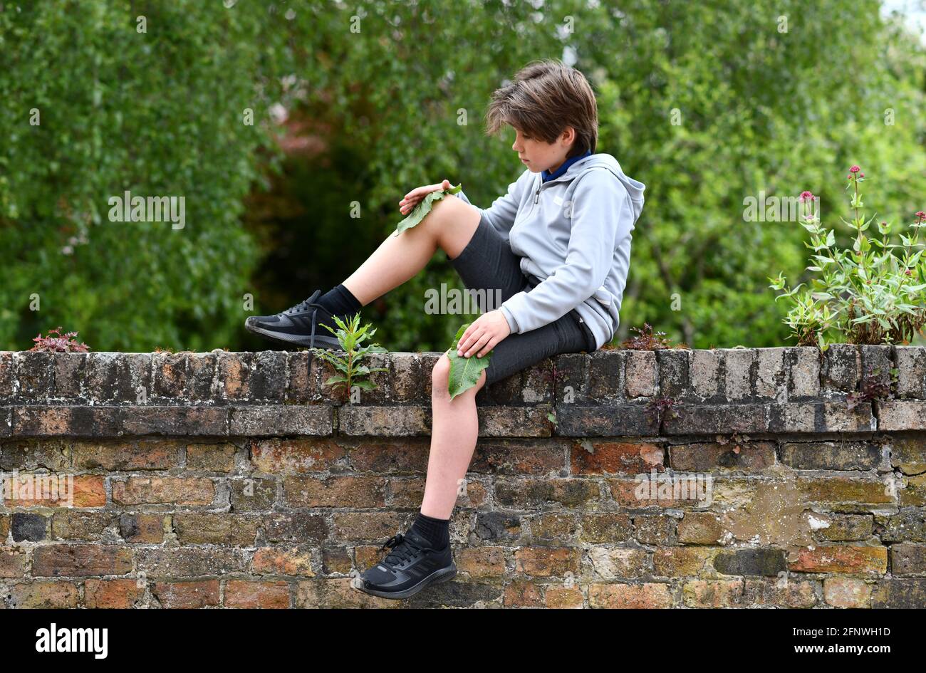 Kleiner Junge, der sein Knie mit einem Dockblatt reibt Behandeln Sie einen Brennnesselstich Stockfoto