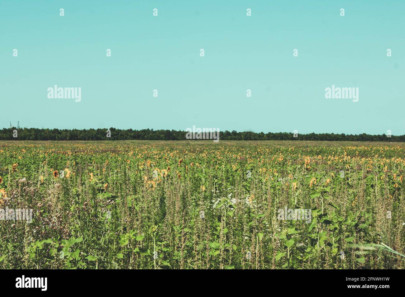 Sonnenblumenfeld. Extraktion von Pflanzenöl. Der Anbau von Sonnenblumen. Natur Hintergrund. Stockfoto