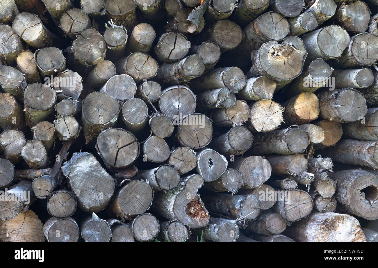 Haufen grau verwitterter Baumstämme Stockfoto