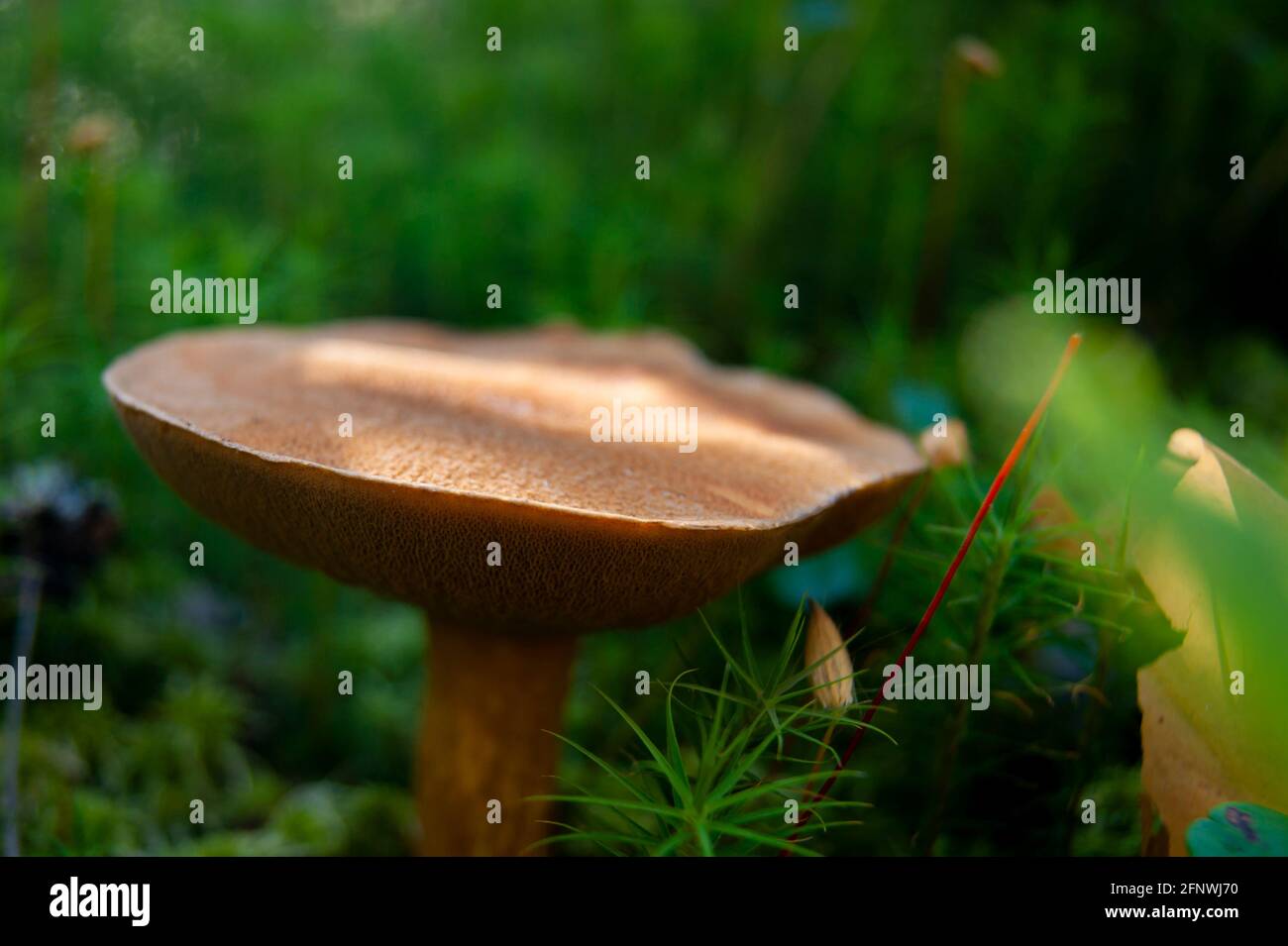 Pilze im Wald. Ein fabelhafter Sommerwald und seine Bewohner. Geheimnisvolle und mystische Trennung. Stockfoto