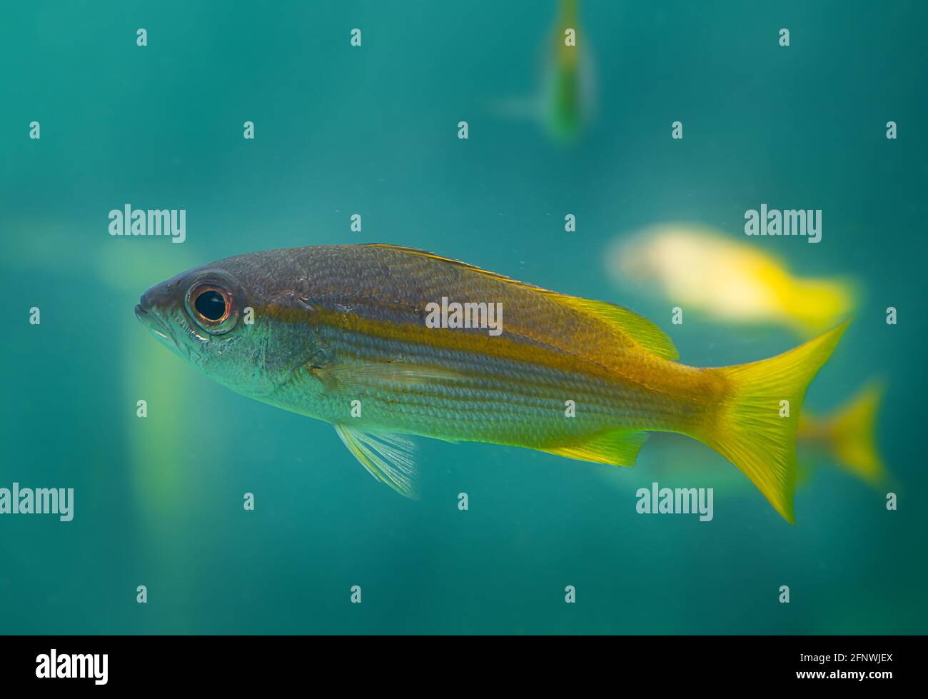 In tiefgrünem Salzwasser schwimmen lebende lutjanus madras oder indische Schnapperfische. Stockfoto