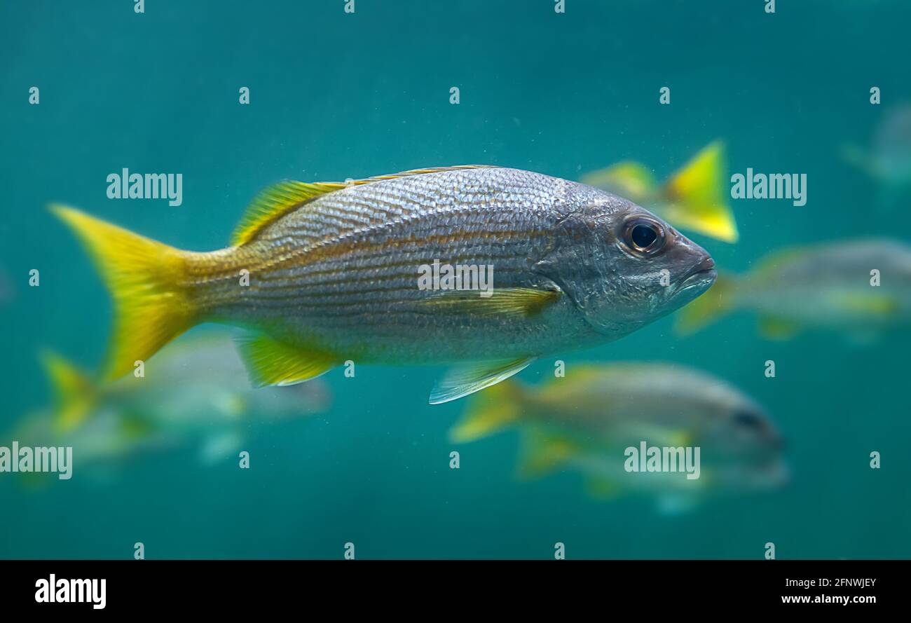 In tiefgrünem Salzwasser schwimmen lebende lutjanus madras oder indische Schnapperfische. Stockfoto