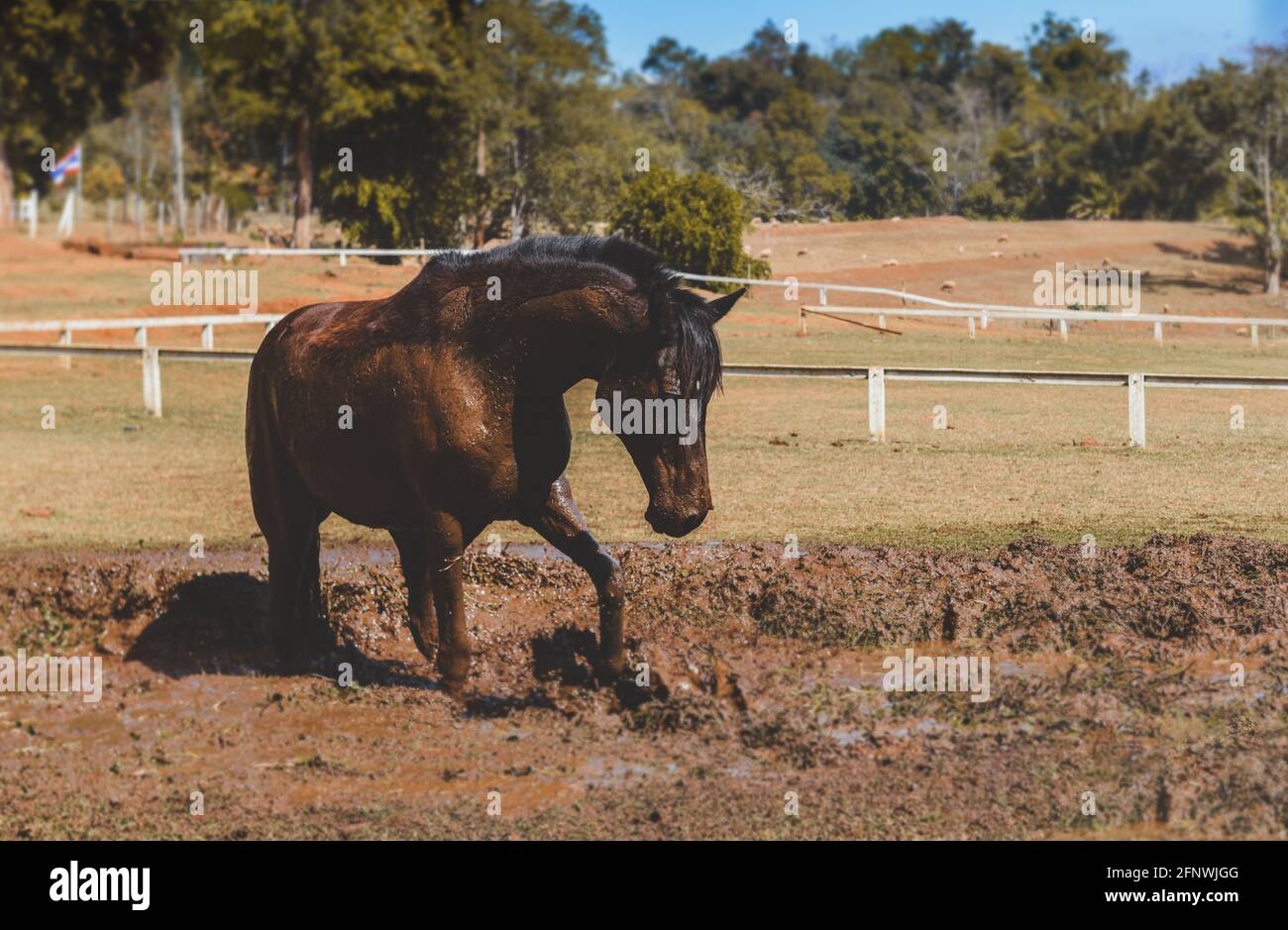Pferd Im Schlamm Stehen Stockfotos Und Bilder Kaufen Alamy