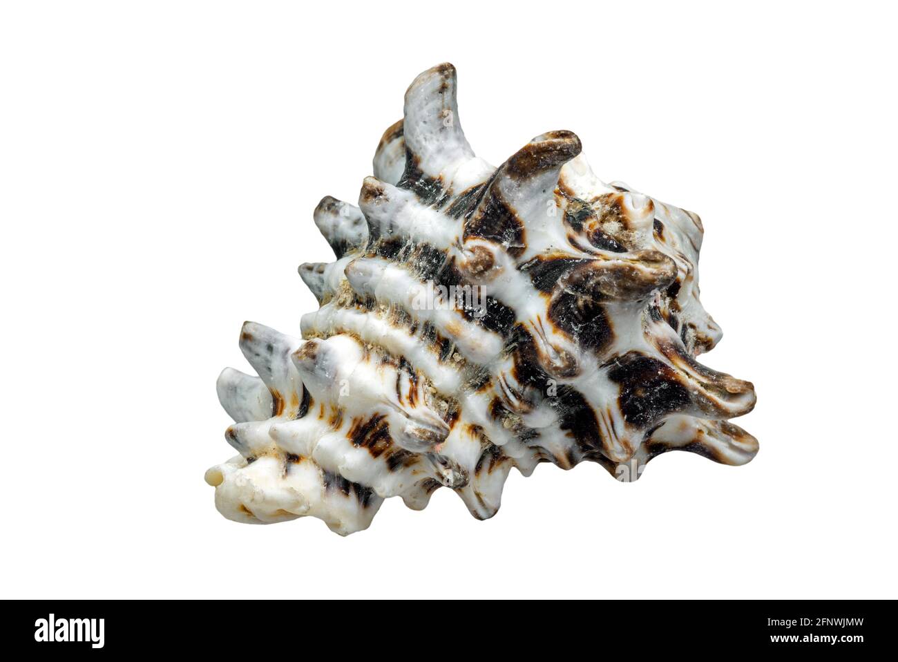 Vasum turbinellus, tropische Meeresschnecke, marine Gastropoden-Weichtiere aus dem Indo-Pazifik auf weißem Hintergrund Stockfoto