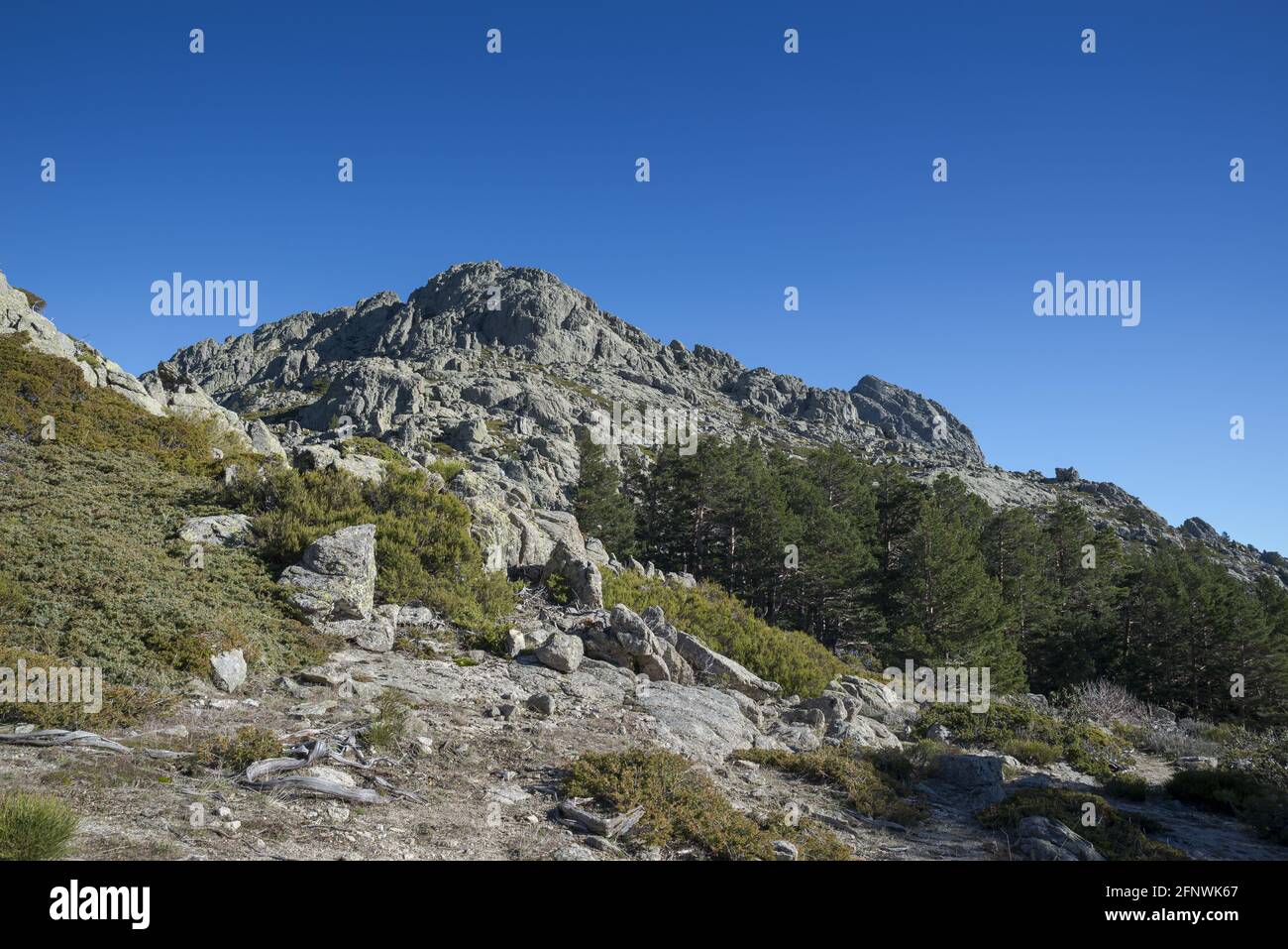 Wald aus schottischen Kiefern, Pinus sylvestris und Hochgebirgskrublingen. Foto aufgenommen im Nationalpark Guadarrama Mountains, Provinz Madrid, Spai Stockfoto