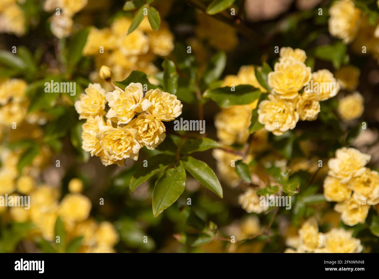 Rosa banksiae Lutea (Rose der Gelben Banken) Stockfoto