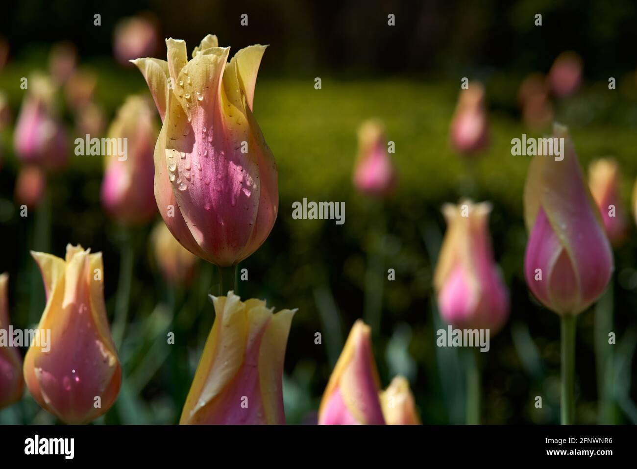 Sonniger Tag in einem Garten mit rosa und gelben Tulpen Nach einem Regen Stockfoto