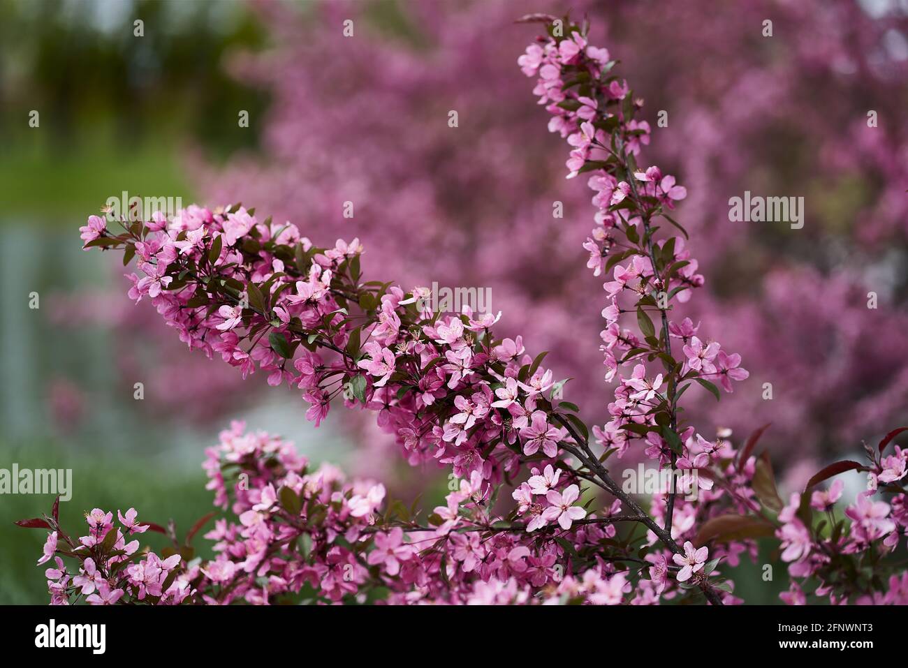 Äste wölben sich aus dem Gewicht der kleinen rosa Blüten. Fokus auf den Vordergrund. Stockfoto