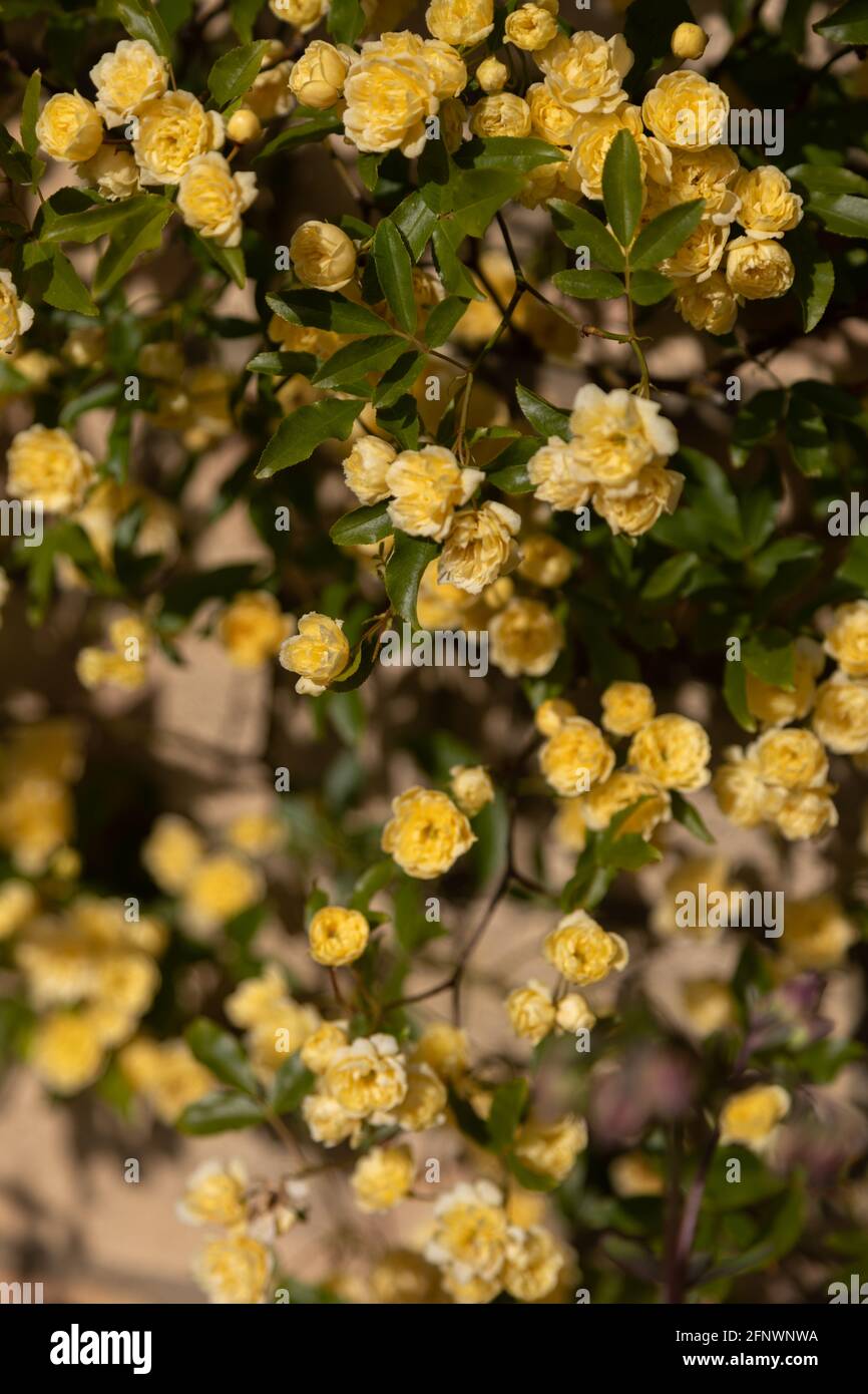 Rosenmassen - Rosa banksiae Lutea (Rose der Gelben Banken) Stockfoto