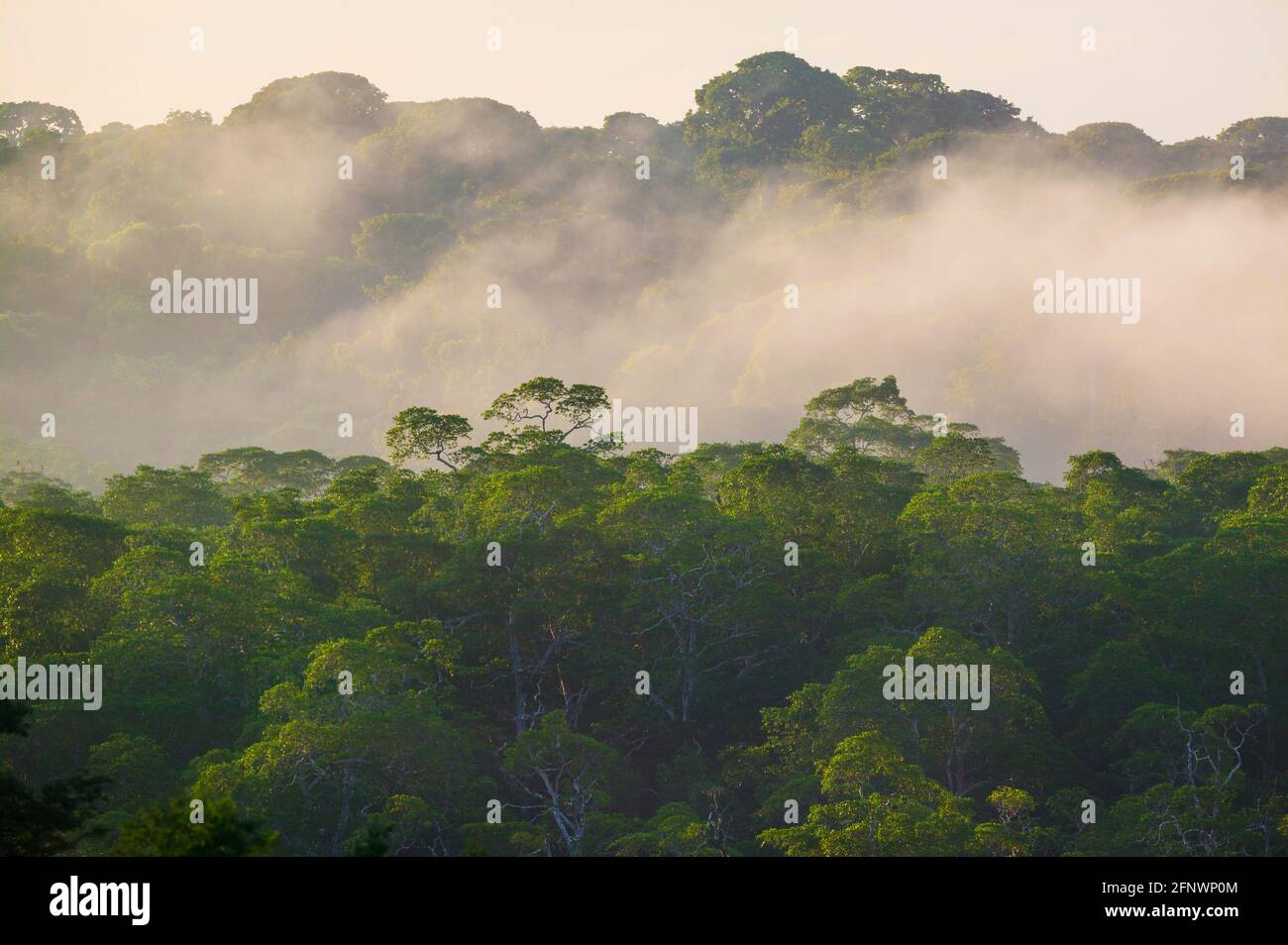 Panama-Landschaft mit feuchtem und nebligen Regenwald bei Sonnenaufgang im Naturschutzgebiet Punta Patino, Pazifikküste, Provinz Darien, Republik Panama Stockfoto