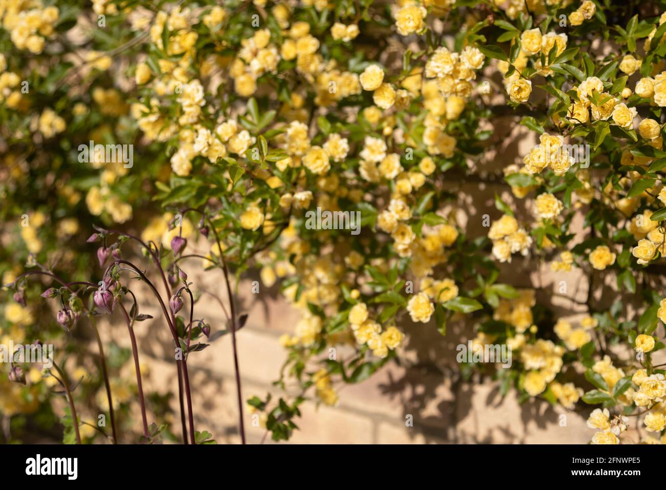 Rosenmassen - Rosa banksiae Lutea (Rose der Gelben Banken) Mit Säulen (Aquilegia) im Vordergrund Stockfoto