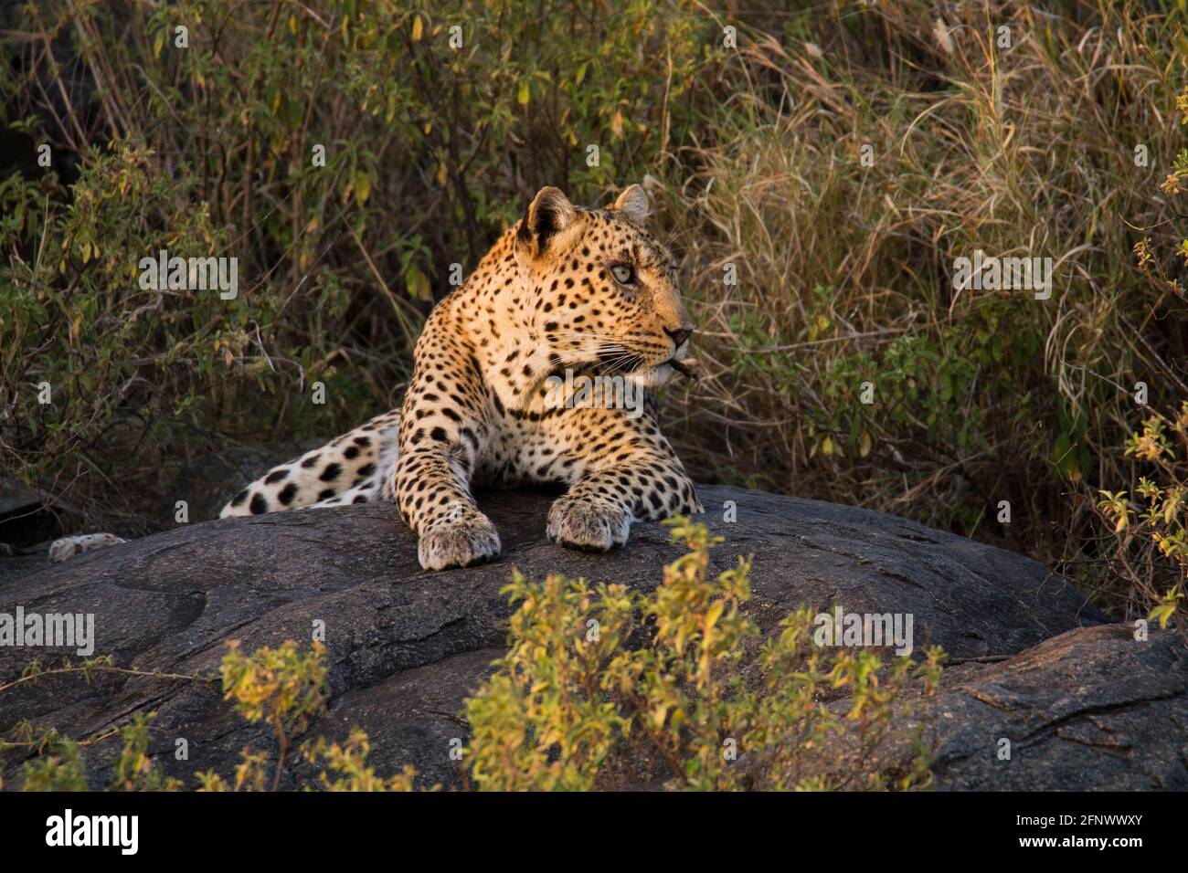 Leopard (Panthera pardus) markiert sein Territorium Stockfoto