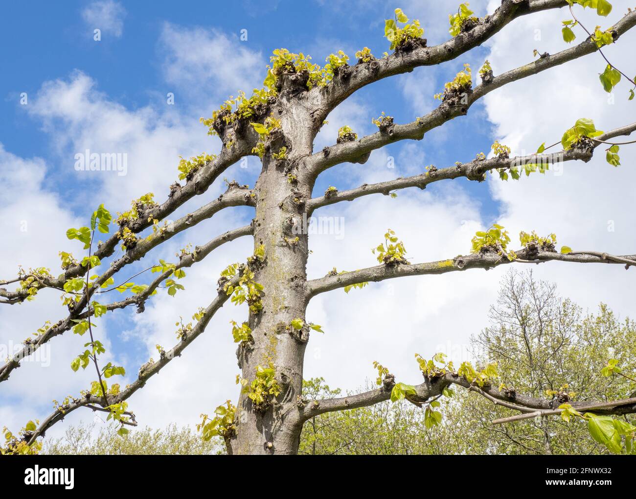 Espaliered Beech Trees Fagus sylvatica im Frühjahr - Castle Park Bristol UK Stockfoto