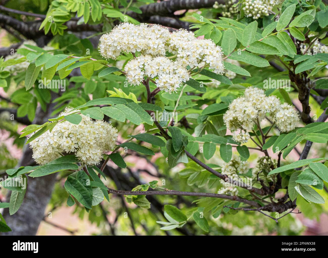 Cremig weiße Blütenköpfe von Rowan oder Mountain Ash Sorbus aucuparia im Frühjahr - Somerset UK Stockfoto