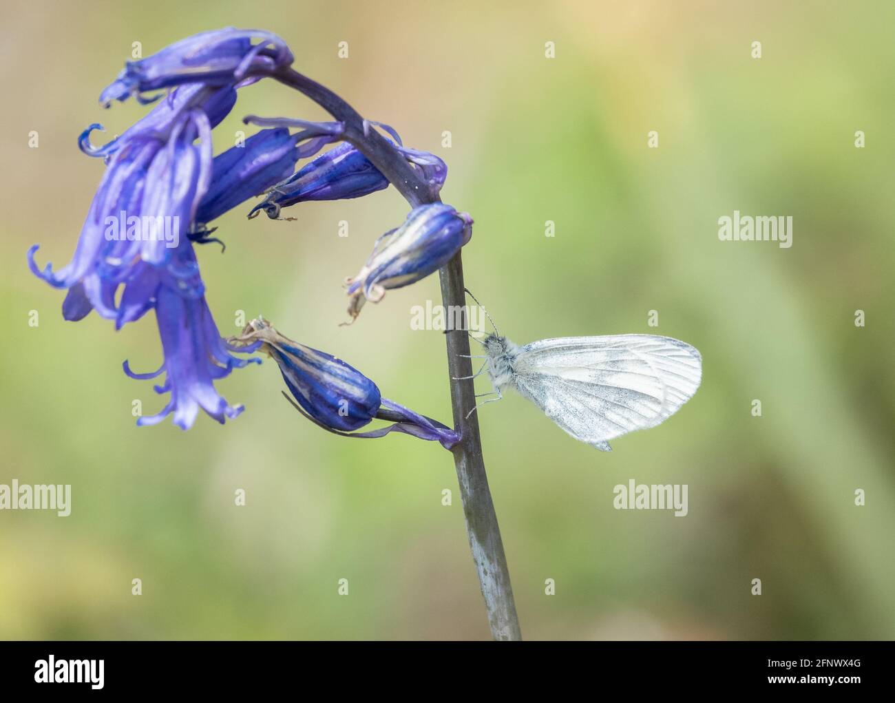 Der holzweisse Schmetterling Leptidea sinapsis der Frühlingsbrüte in Ruhe auf Bluebell in Haugh Woods in Herefordshire, Großbritannien Stockfoto