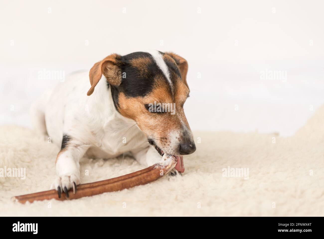Jack Russell Terrier 10 Jahre alt - Lustige kleine Hund frisst und Kaut ...