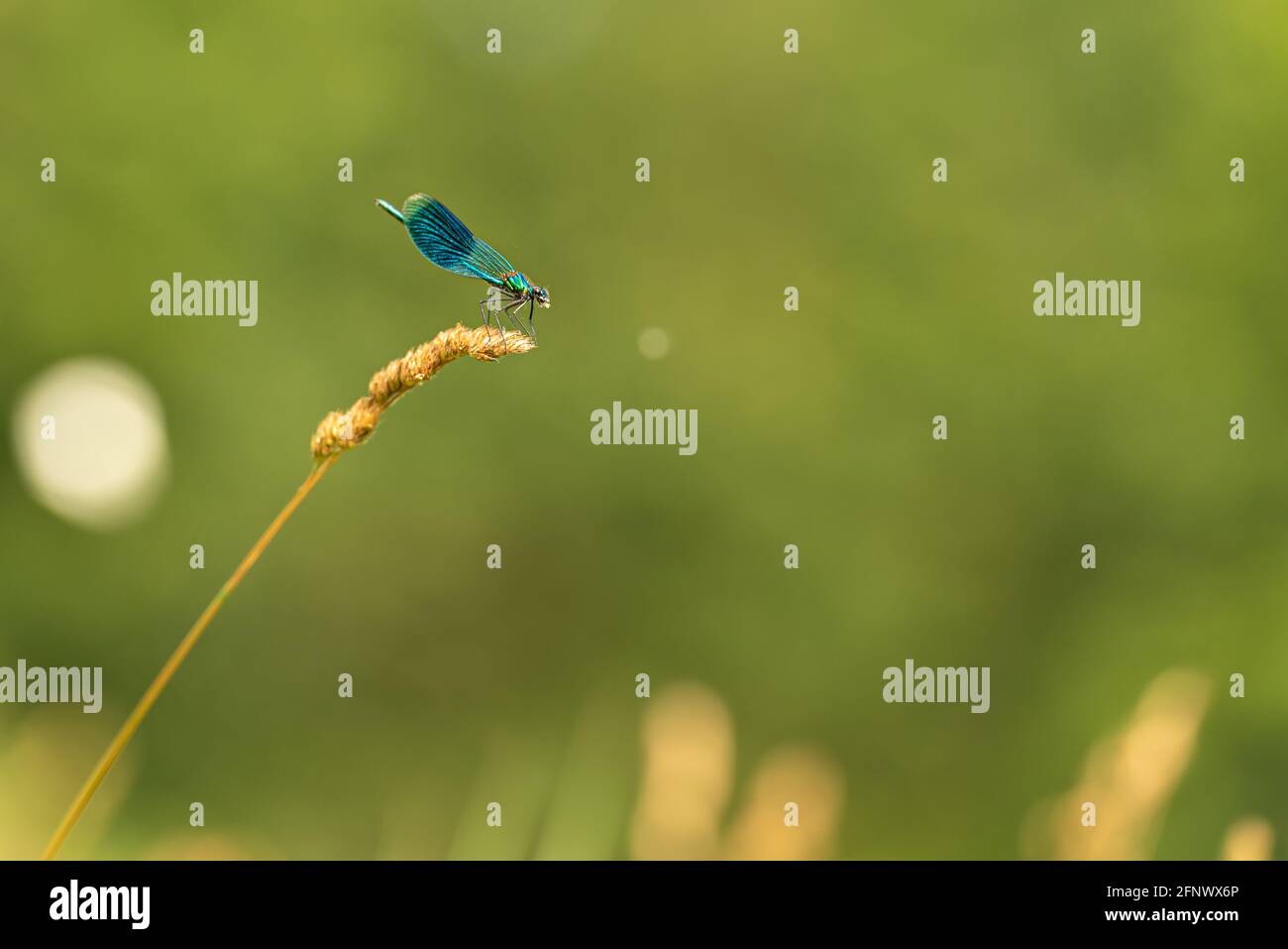 Der winzige blaue, bunt geschützte Drachenfliegenstil sitzt auf einer Grasklinge vor verschwommenem Hintergrund. Lateinischer Name Coenagrion mercuriale. Stockfoto