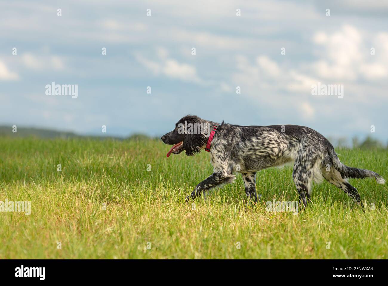 Junge stolz English Springer Spaniel Jagd Hund auf einer Wiese Stockfoto