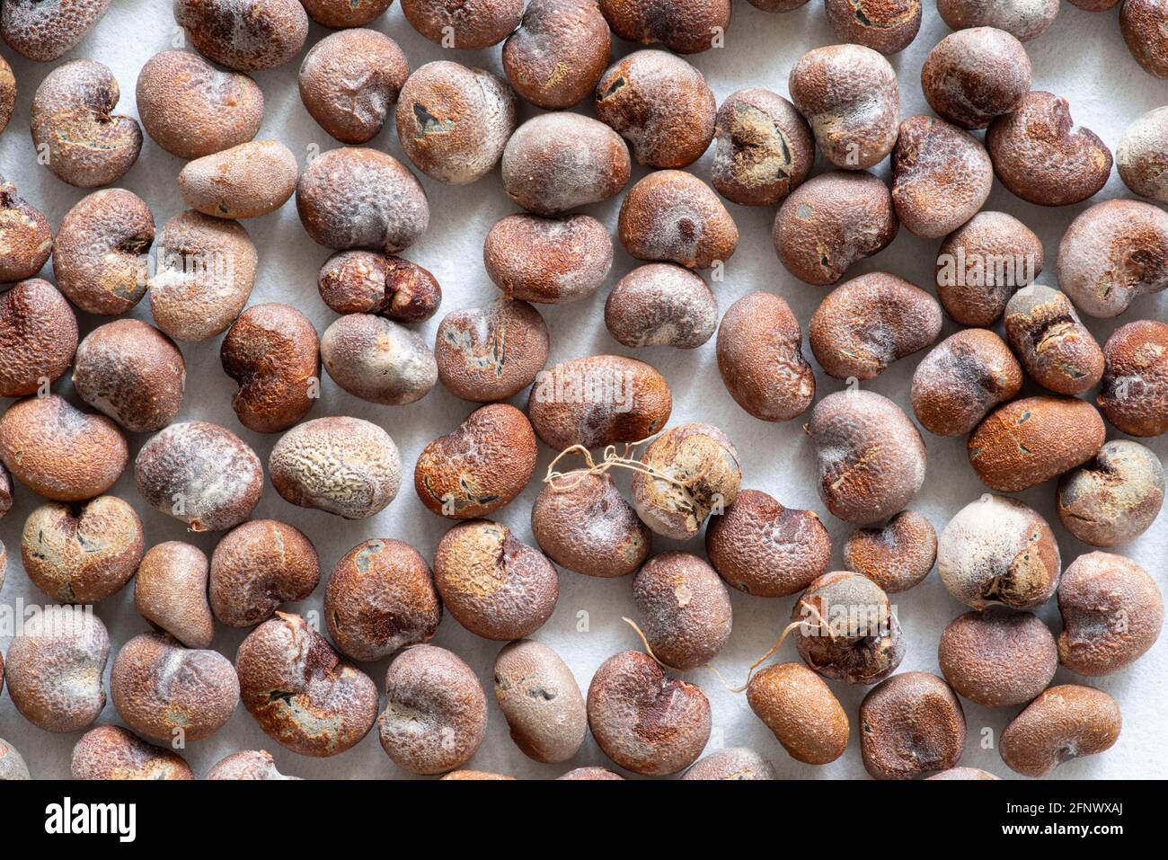 Kleine Gruppe von Baobab-Samen Stockfoto