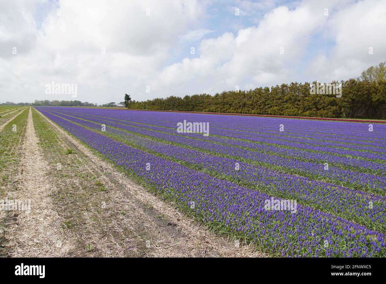 Holländische Felder Mit Traube Hyazinth Muscari Botryoides Familie Asparagaceae In Der Nähe Des Dorfes Bergen Im Frühling. Niederlande, Mai Stockfoto