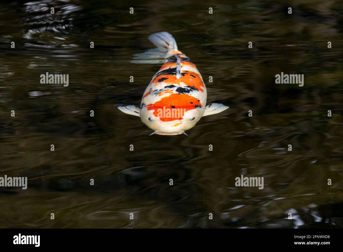 Koi Fisch Tapete Stockfotos Und Bilder Kaufen Alamy