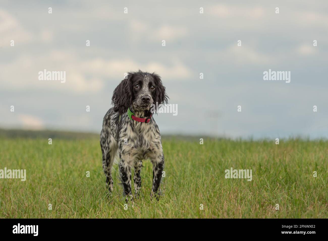 Der junge, stolze englische springer-Spankelhund steht in der Gras auf einer grünen Wiese Stockfoto