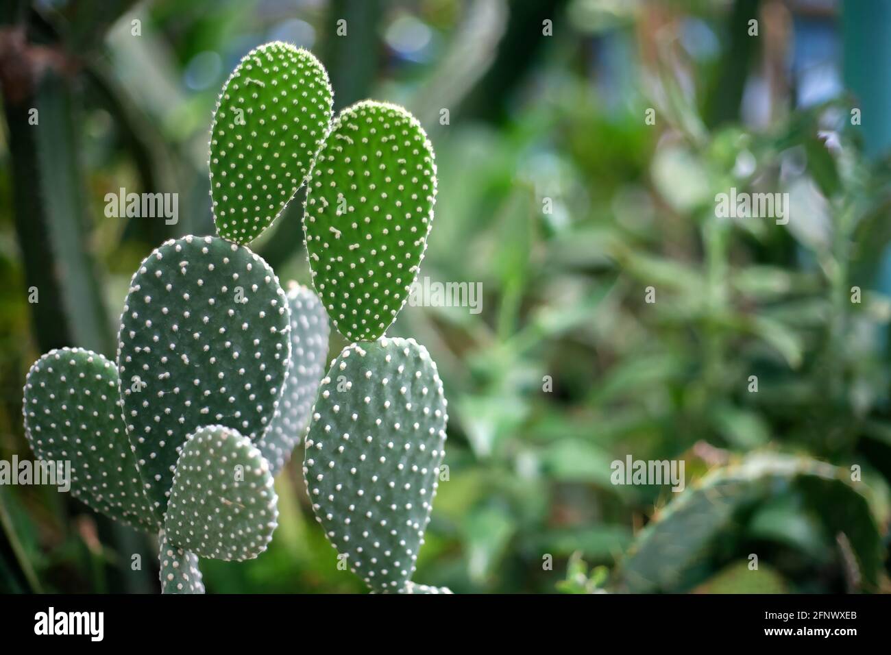 Opuntia ist eine Pflanze aus Nord- und Südamerika und gehört zur Familie der Cactaceae. Stockfoto
