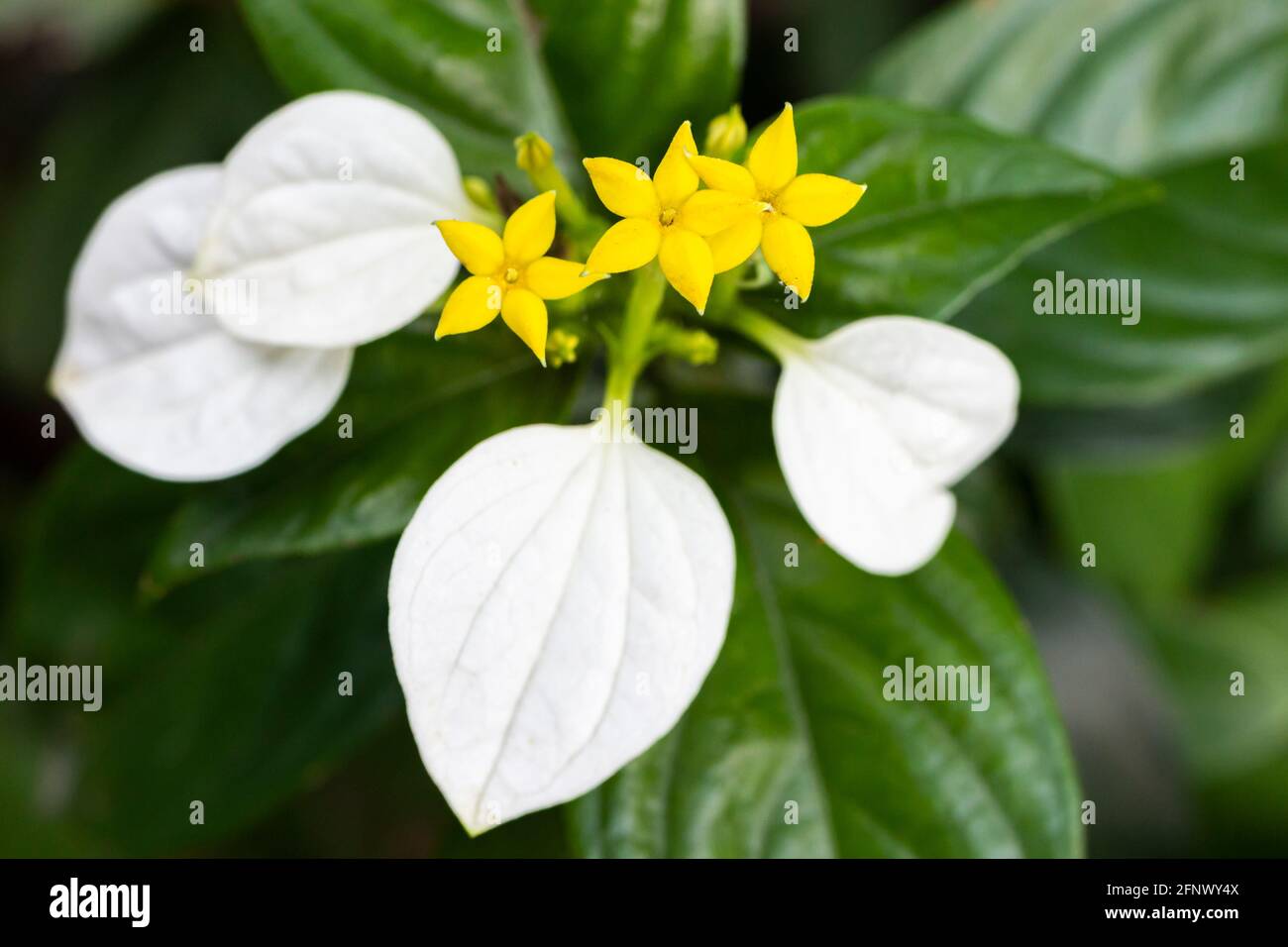 Kleine gelbe Blüten mit weißen Blättern in Hongkong. Nahaufnahme von „Splash-of-White“. Stockfoto