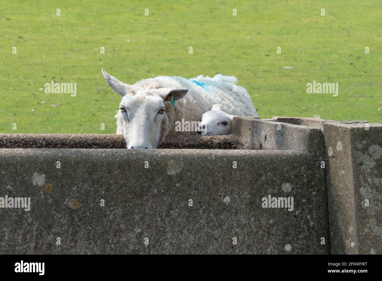 Mutterschafe trinkt an einem Wassertrog, während ihr Lamm versuchte Muskeln aufbauen und einen Drink zu sich nehmen - Derbyshire UK Stockfoto