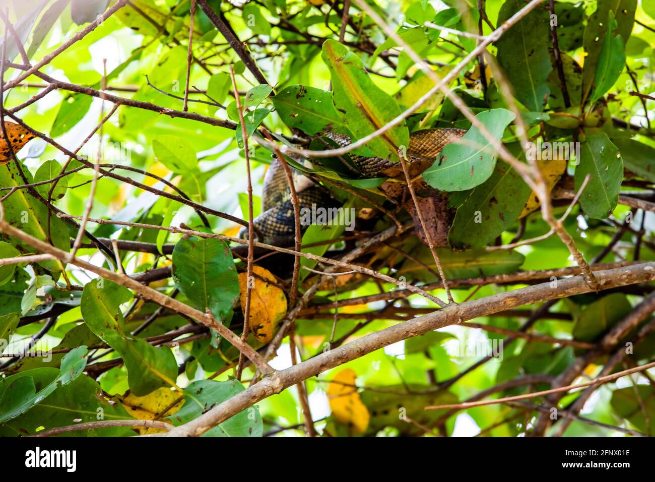 Fer-de-lance Grubenviper Spezies Schlange in der Damas Island Mangrove Wasserkanäle in Quespos in Costa Rica Stockfoto