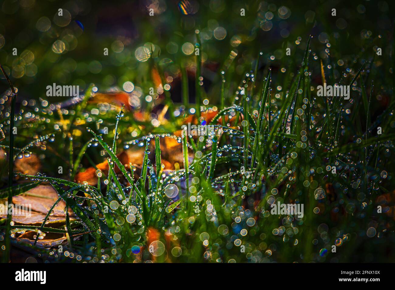 Herbstfarben. Morgen. Sonnenbeschienene gefallene Eichenblätter mit glänzendem geschmolzenem Eis im grünen Gras nach dem Aufgehen der Sonne Stockfoto