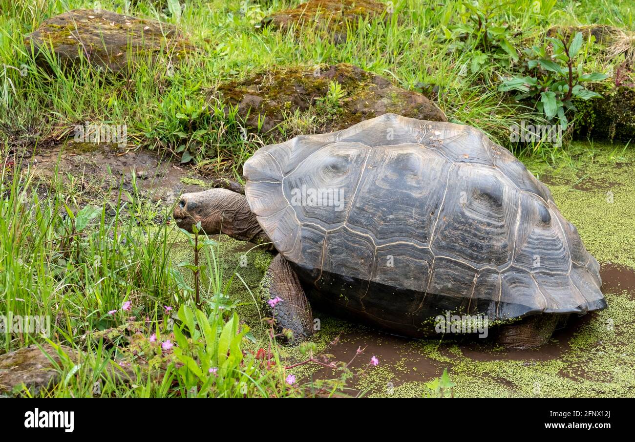 Die Galapagos-Riesenschildkröte steigt langsam aus einem flachen Teich. Stockfoto