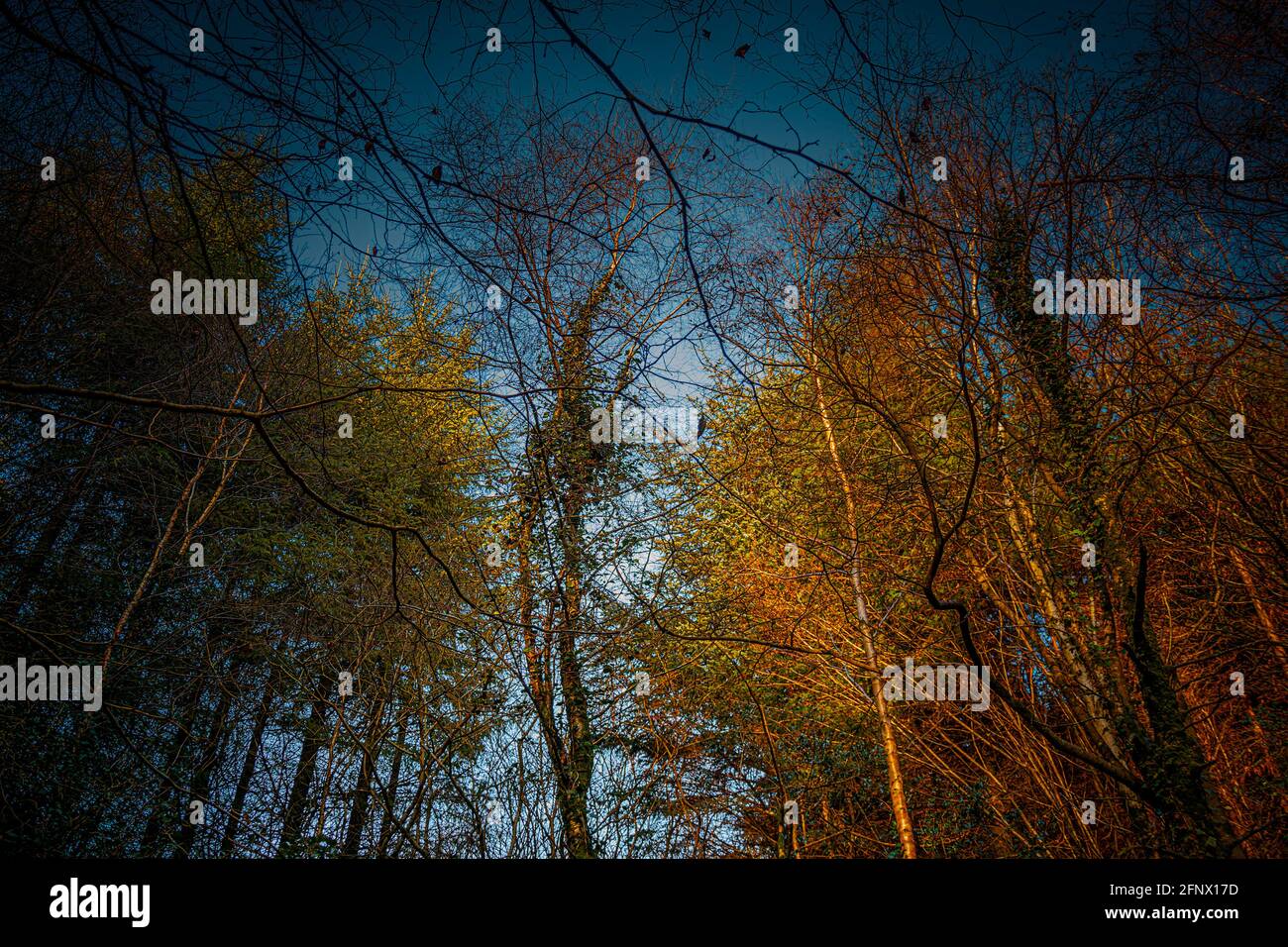 Herbstfarben. Gelbe Bäume des Waldes gegen blauen Himmel. Stockfoto