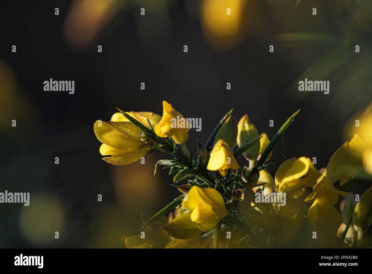 Herbstfarben. Aufblühen der gelben Blüten des Zweiges der Gemeinen Gorse (Ulex europaeus). Stockfoto
