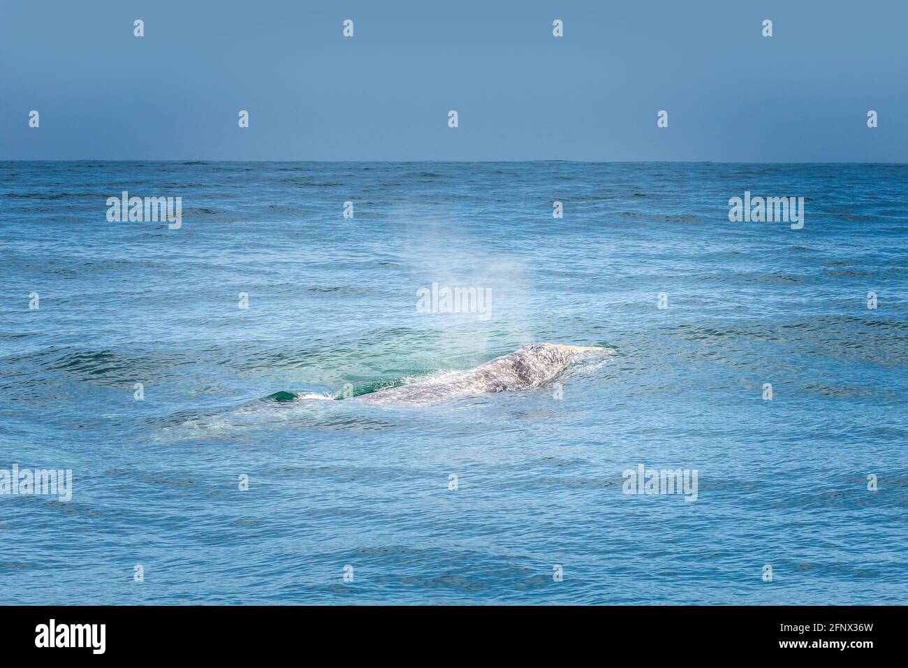 Wehende Grauwale im pazifischen Ozean Stockfoto